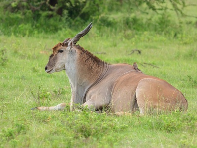 Eland, Giant