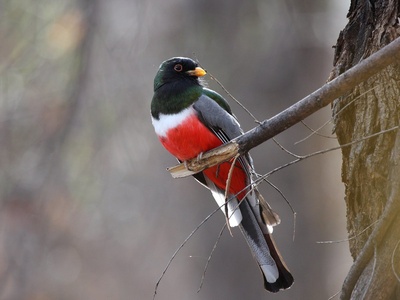 Elegant Trogon