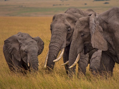 Elephant, African Forest