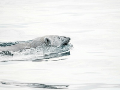 Elephant Seal, Northern