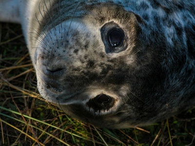 Elephant Seal, Southern