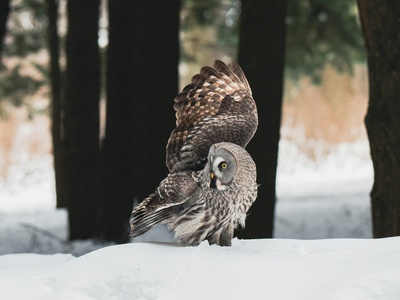 Elf Owl