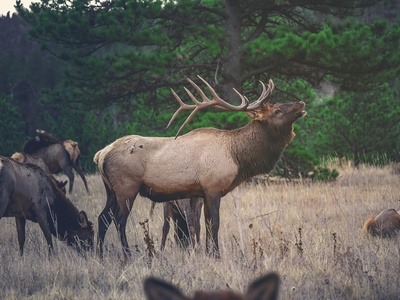 Elk