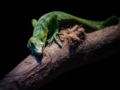 Emerald Tree Monitor