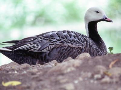 Emperor Goose