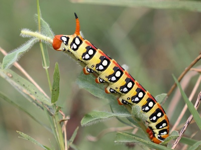 Emperor Moth