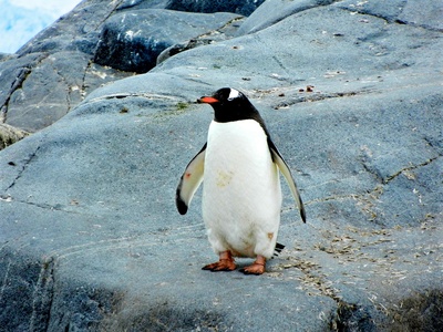 Emperor Penguin
