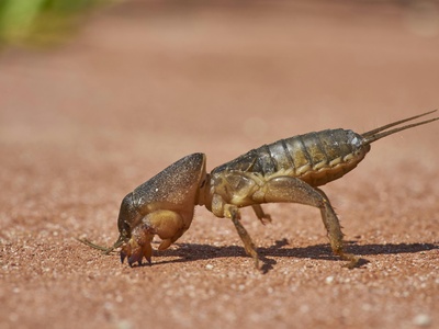 Emperor Scorpion