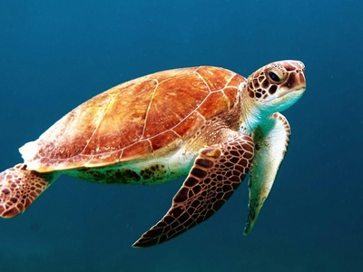 Endangered Species