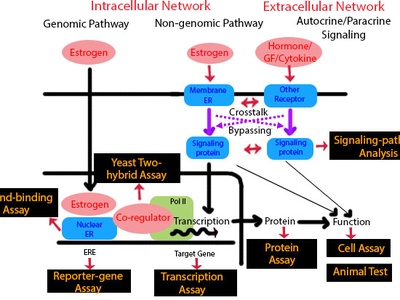 Endocrine Disruptors