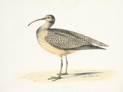 Eskimo Curlew