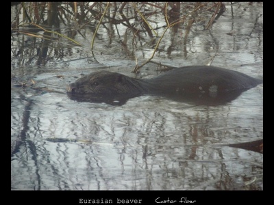 Eurasian Beaver