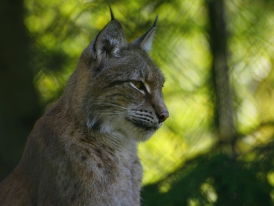 Eurasian Lynx