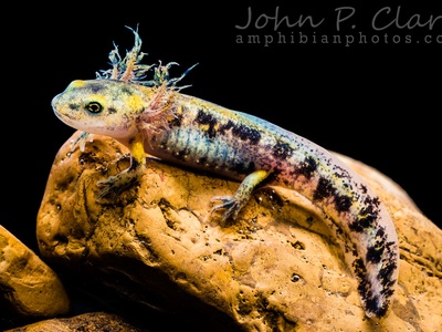 European fire salamander