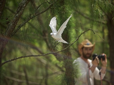 Fairy Tern