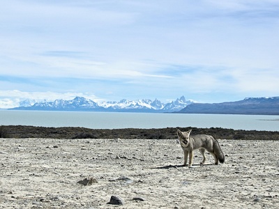 Falkland Islands Wolf