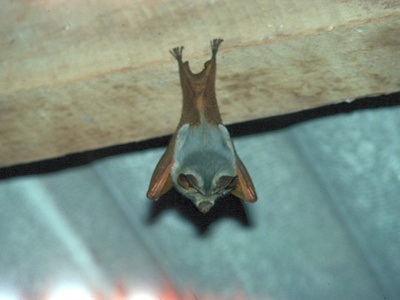 False Vampire Bat