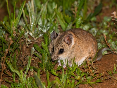 Fat-tailed dunnart
