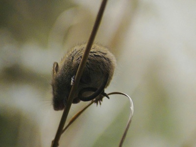 Fat-tailed Dunnart