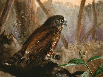 Ferruginous Pygmy-Owl