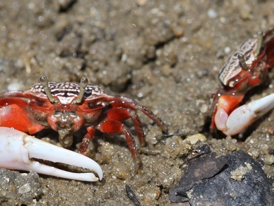 Fiddler Crab
