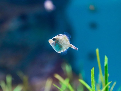 Filefish