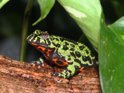 Fire-bellied toad