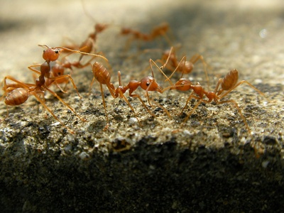 Fire Ant
