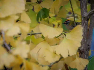 Firecrest