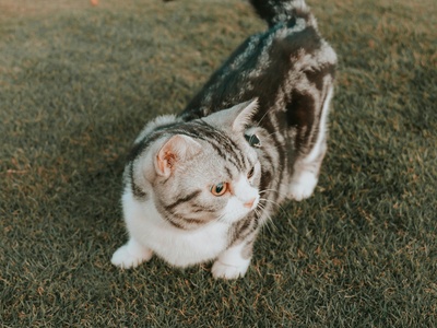 Flat-headed Cat