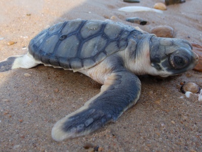 Flatback Sea Turtle