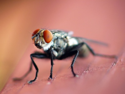 Flesh Fly