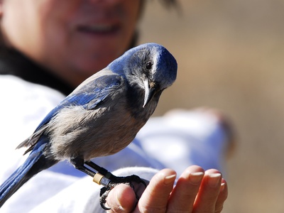 Florida Scrub-Jay