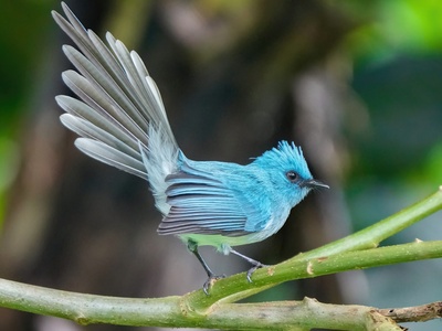 Flycatcher