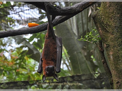 Flying Fox