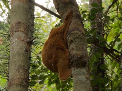 Flying Lemur