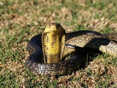 Forest Cobra