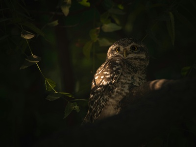 Forest Owlet