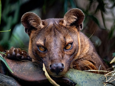 Fossa