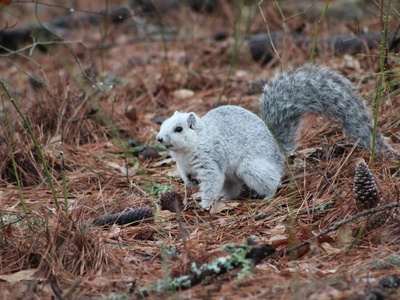 Fox Squirrel