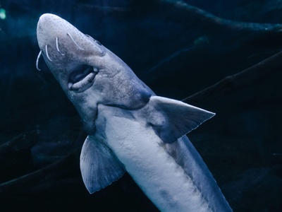 Frilled Shark