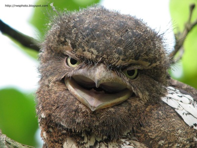 Frogmouth