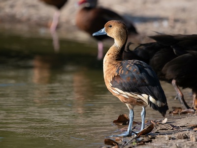 Fulvous Whistling Duck