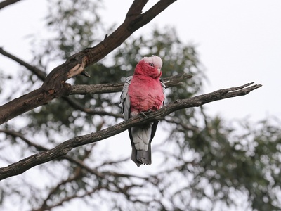 Galah