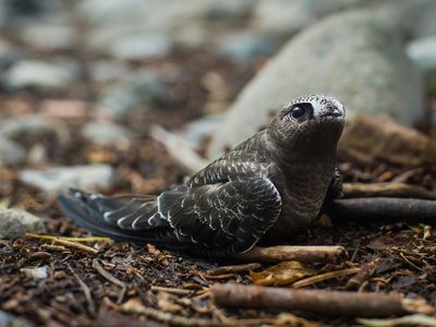 Galápagos hawk