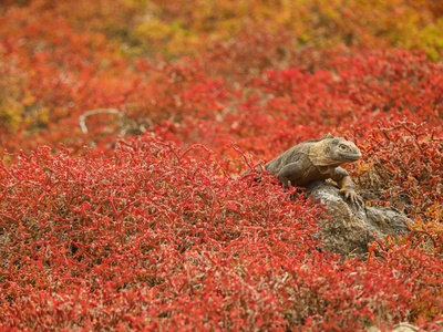 Galápagos land iguana