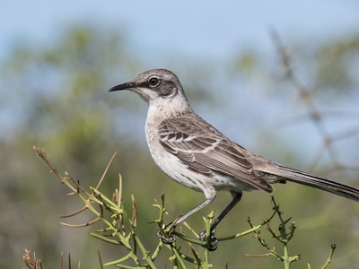 Galápagos mockingbird
