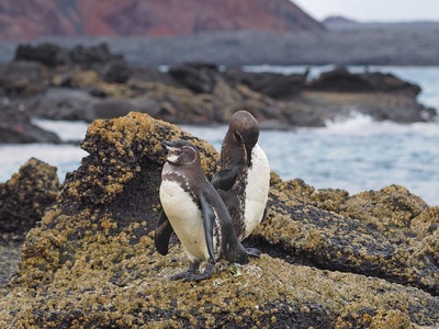 Galápagos penguin