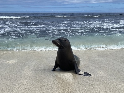 Galápagos sea lion