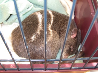 Gambian pouched rat